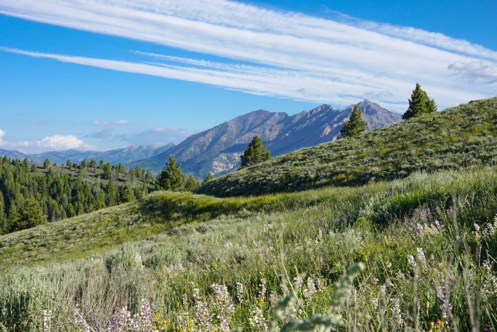 purple flower field near green mountains under blue sky during daytime